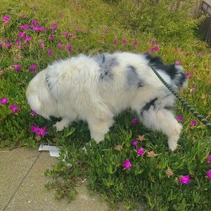 Meet your Posher, Sydney